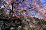 洞雲寺山門脇の枝垂れ桜