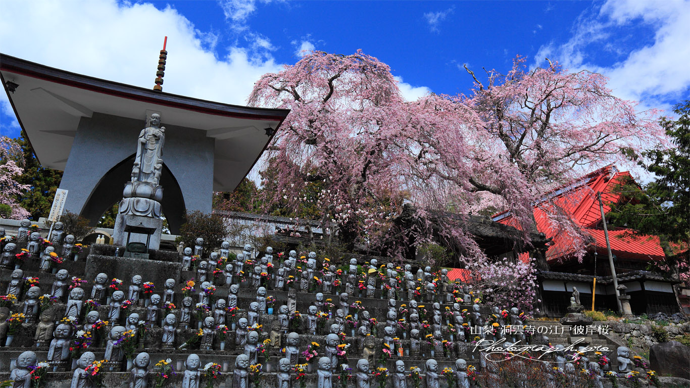 水子地蔵と洞雲寺の江戸彼岸桜 壁紙