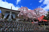 水子地蔵と洞雲寺の江戸彼岸桜