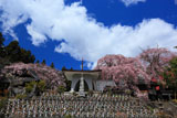 洞雲寺の江戸彼岸桜と雲