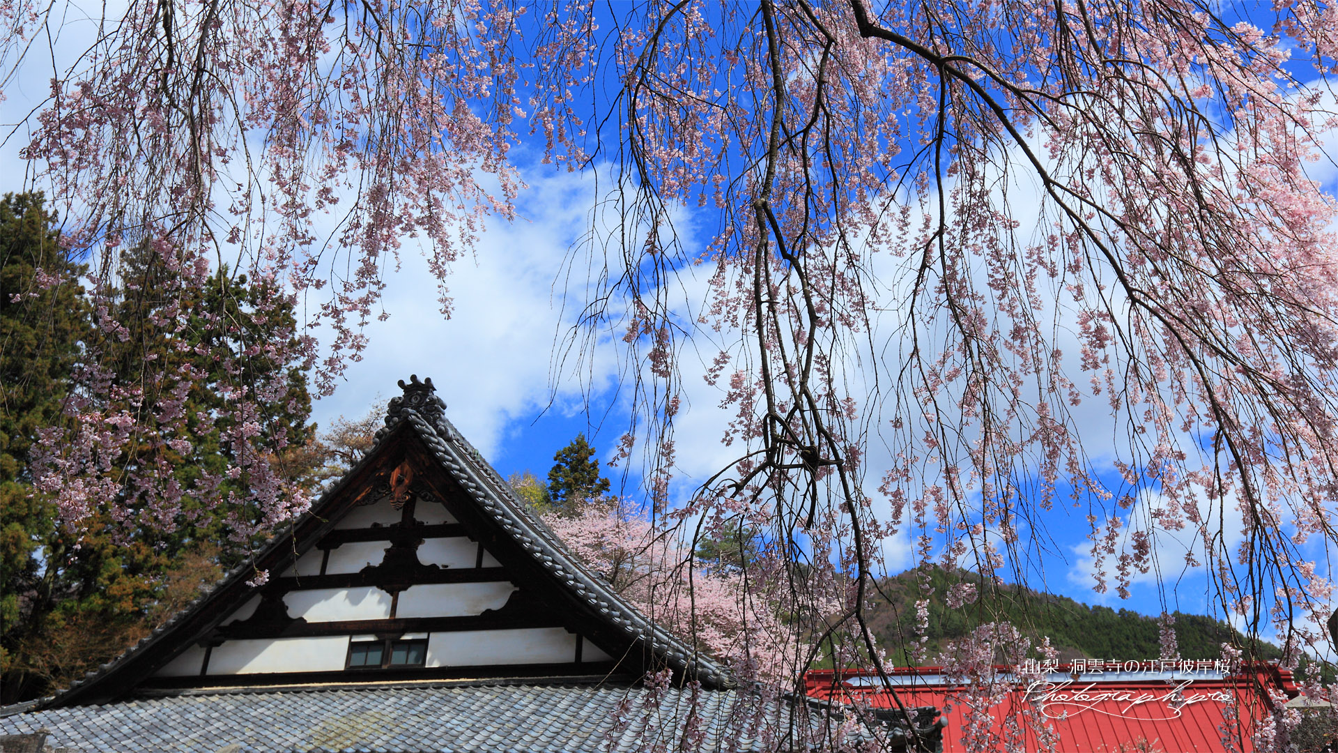 洞雲寺の枝垂れ桜と本堂