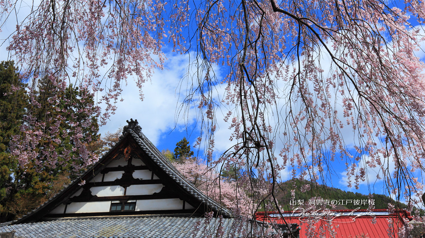 洞雲寺の枝垂れ桜と本堂 壁紙