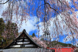 洞雲寺の枝垂れ桜と本堂