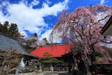 洞雲寺の江戸彼岸桜と庫裡