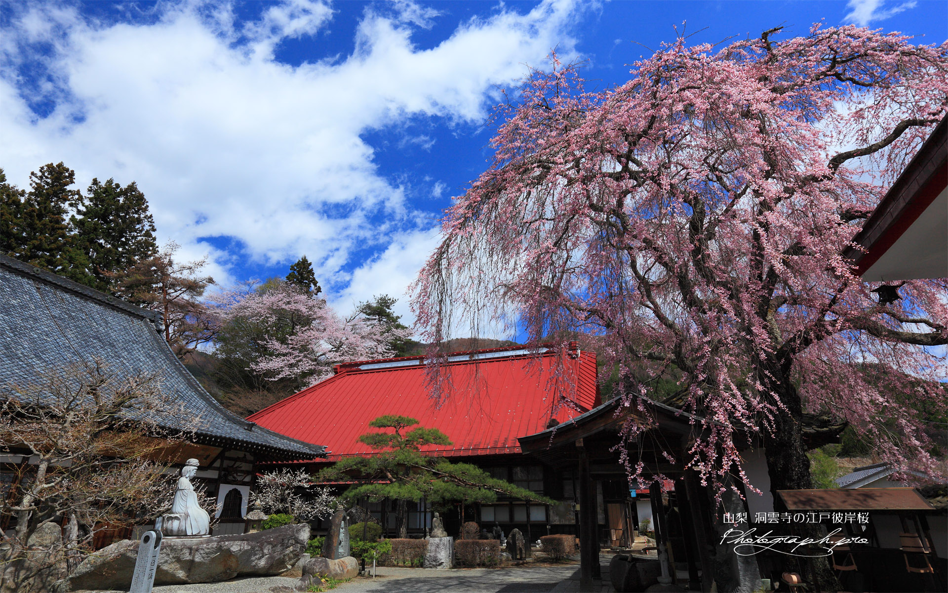 洞雲寺の江戸彼岸桜と庫裡