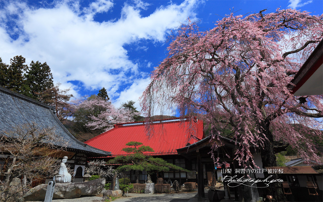 洞雲寺の江戸彼岸桜と庫裡 壁紙