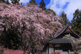 洞雲寺の江戸彼岸桜と御堂