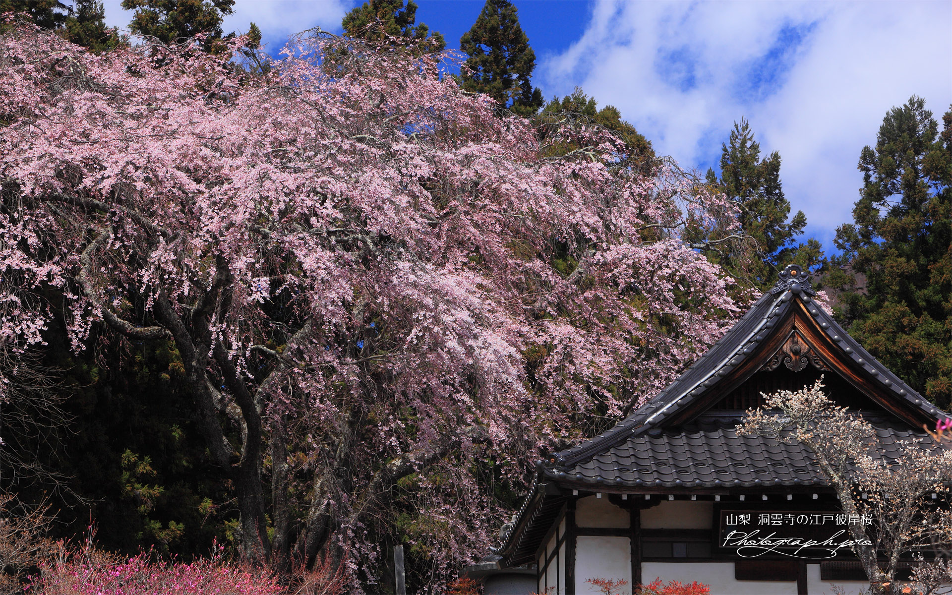 洞雲寺の江戸彼岸桜と御堂