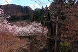 北原金峰山の桜