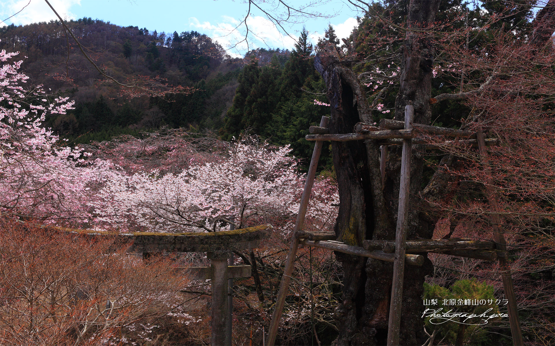 北原金峰山の桜