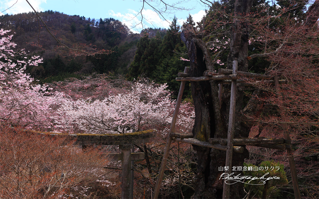 北原金峰山の桜 壁紙