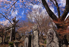 北原金峰山のサクラ