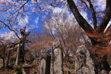 北原金峰山のサクラ