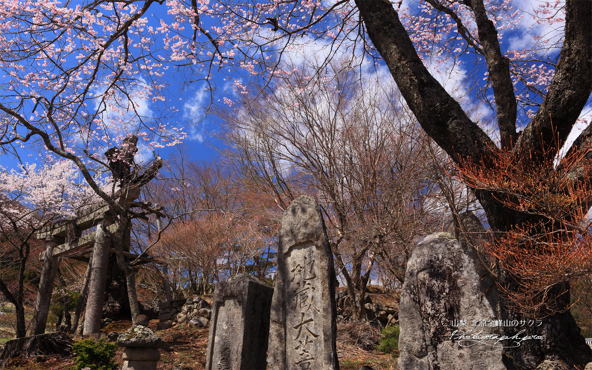 北原金峰山のサクラ