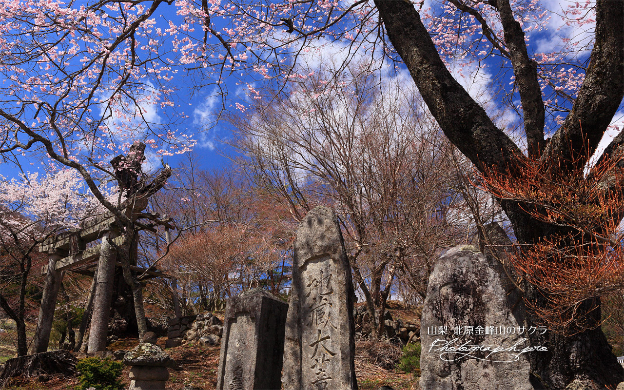 北原金峰山のサクラ 壁紙