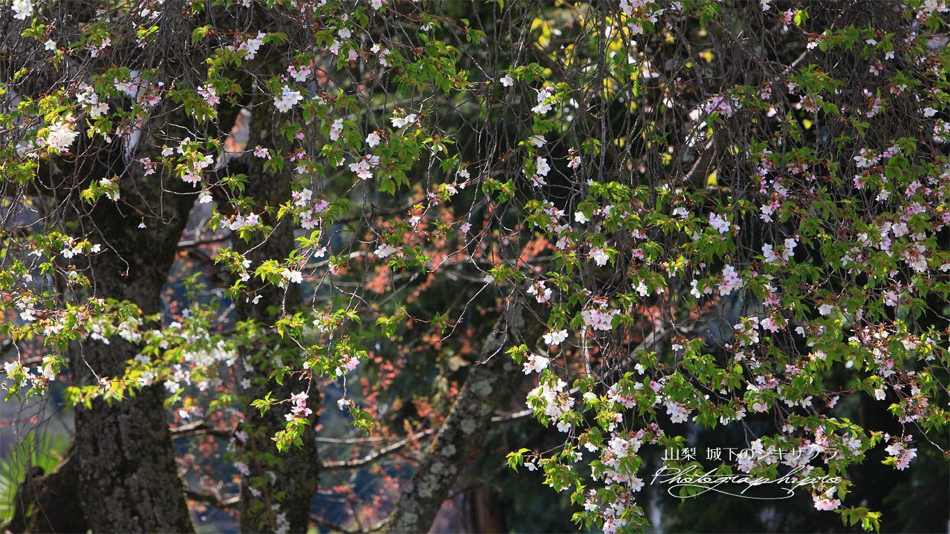 城下の四季桜 壁紙