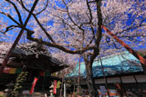 吉祥寺の新羅桜