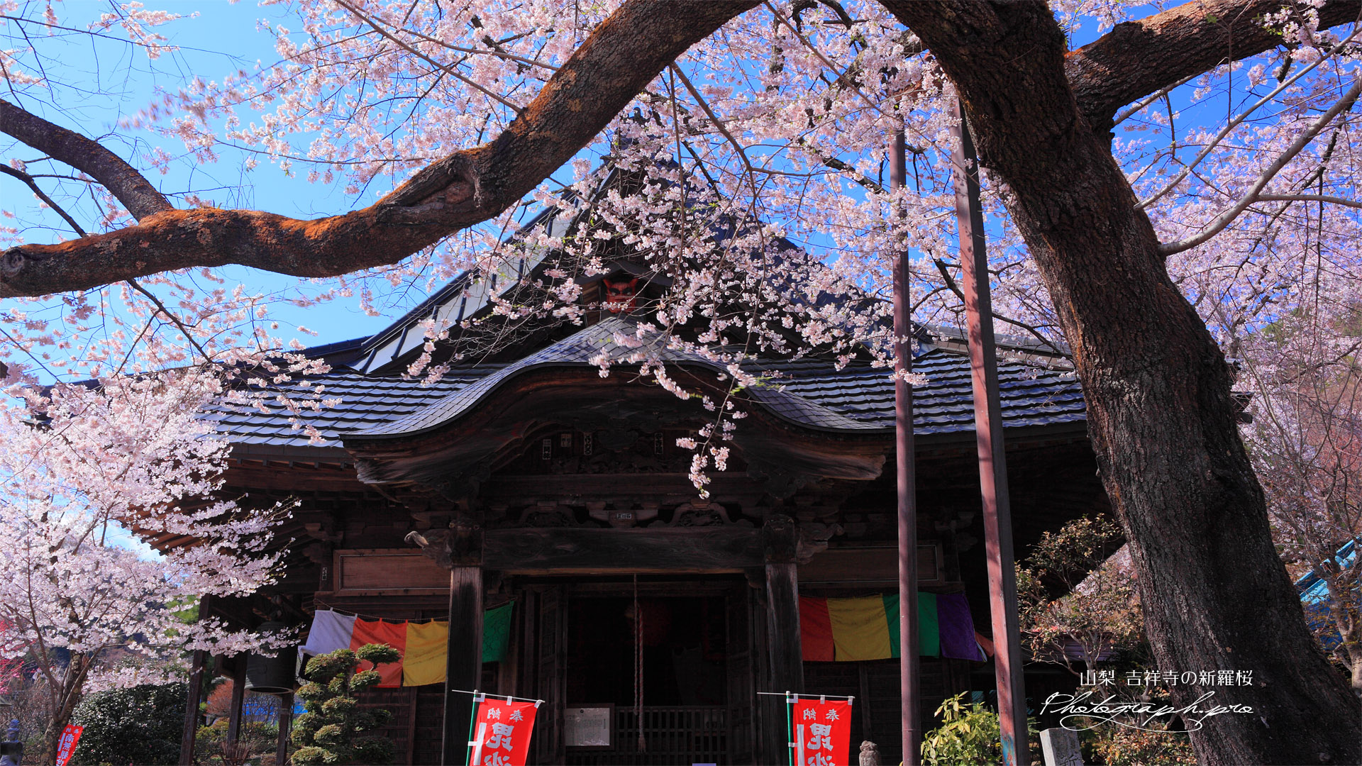 吉祥寺の新羅桜と毘沙門堂