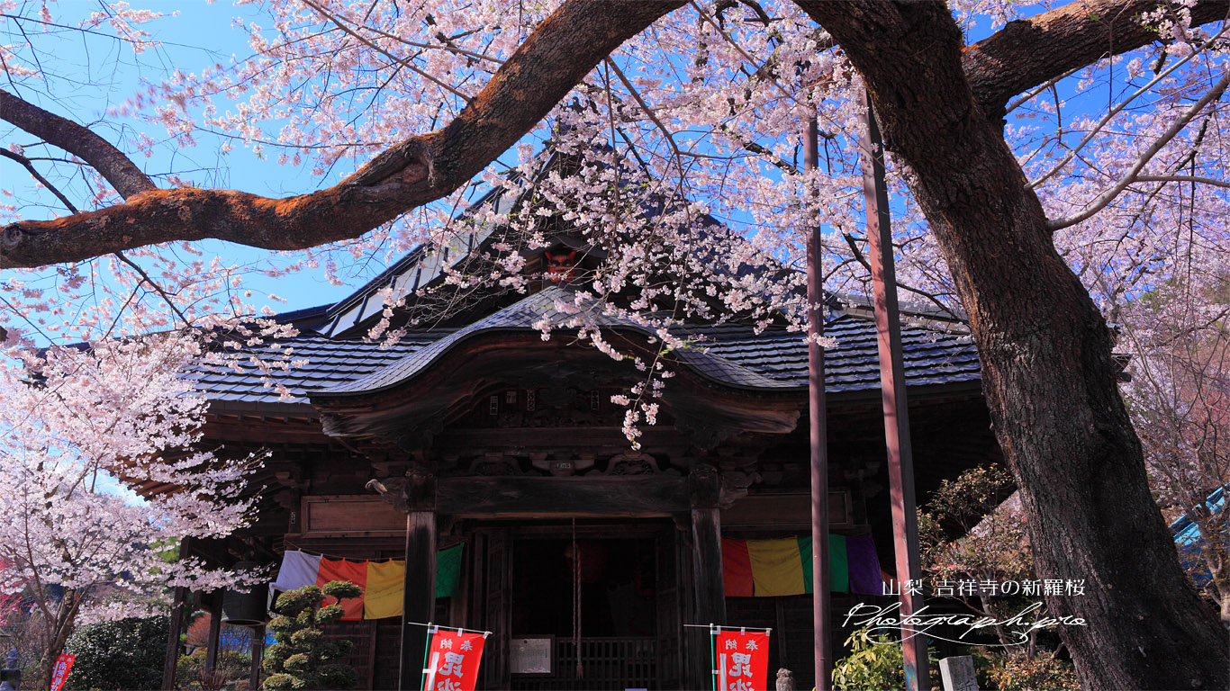 吉祥寺の新羅桜と毘沙門堂 壁紙