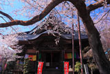 吉祥寺の新羅桜と毘沙門堂