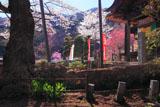 吉祥寺の新羅桜 三代目と四代目