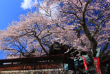 吉祥寺の新羅桜と山門