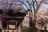 景徳院のサクラ