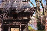 甲州市 景徳院の桜