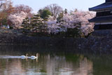 松本城内堀の白鳥と桜