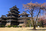 清正公駒つなぎの桜