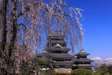 松本地域の桜