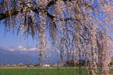 島内高松のしだれ桜