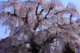 本村の大枝垂れ桜