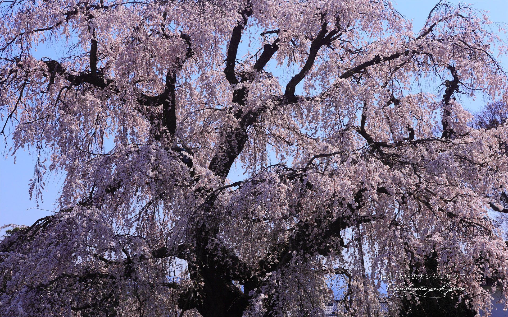 本村の大枝垂れ桜