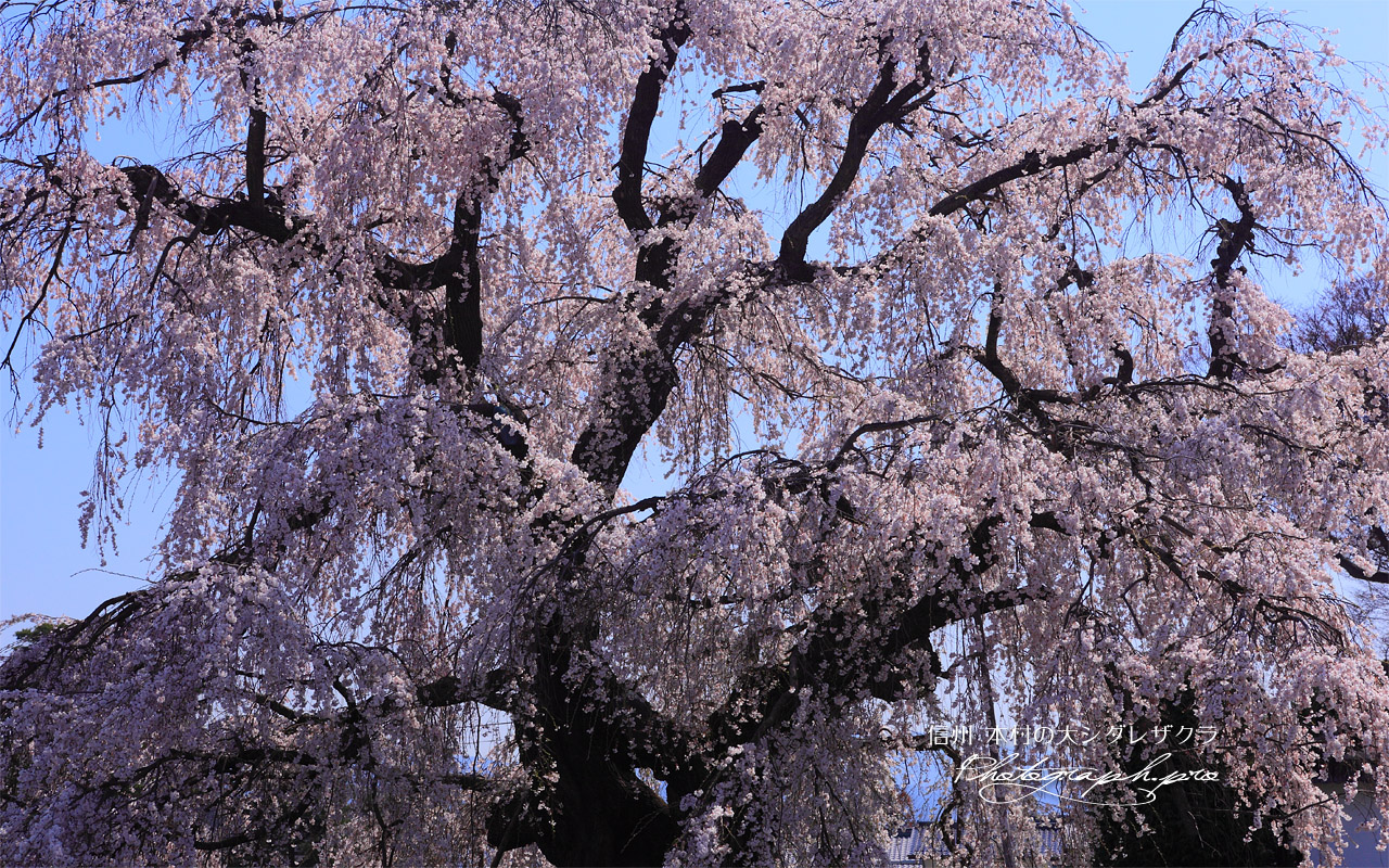 本村の大枝垂れ桜 壁紙