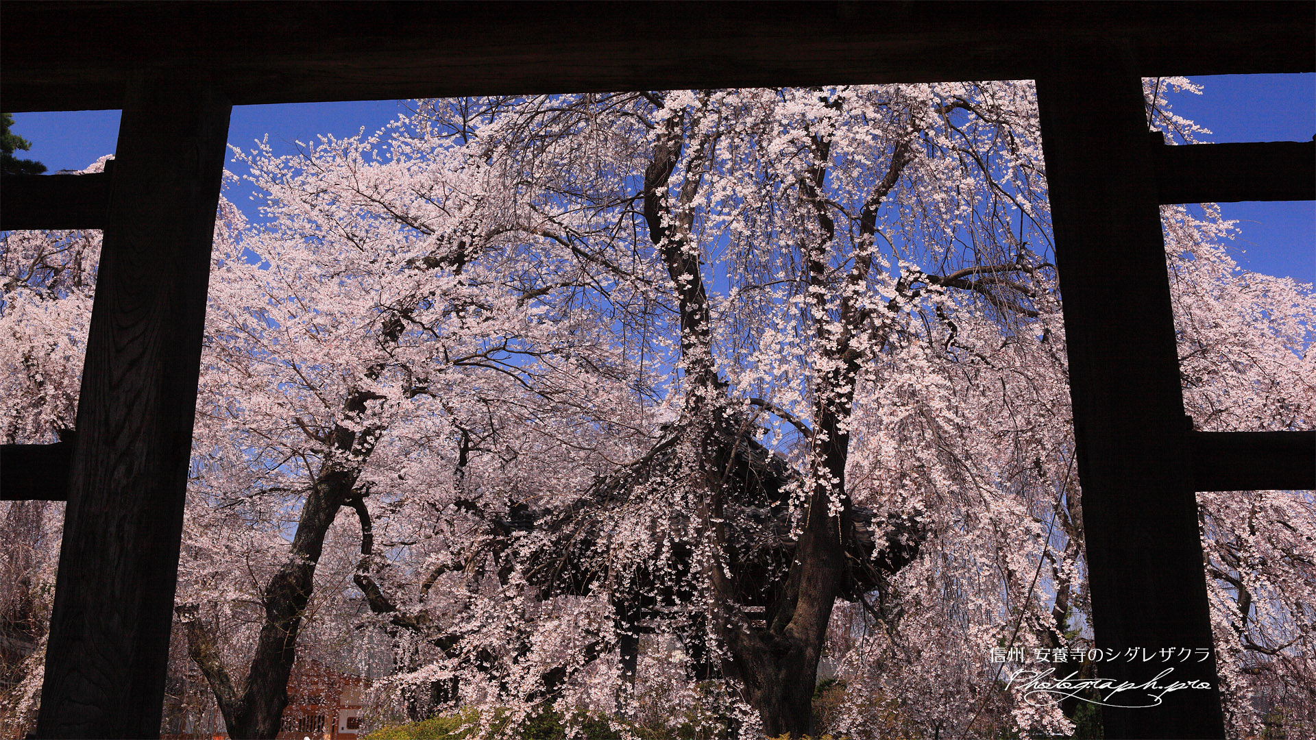 安養寺のしだれ桜