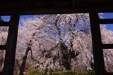安養寺のしだれ桜