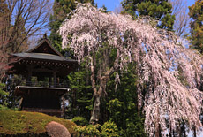盛泉寺のシダレザクラ