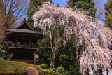 盛泉寺のシダレザクラ