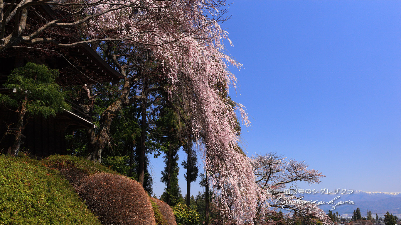 盛泉寺のしだれ桜 壁紙