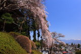 盛泉寺のしだれ桜
