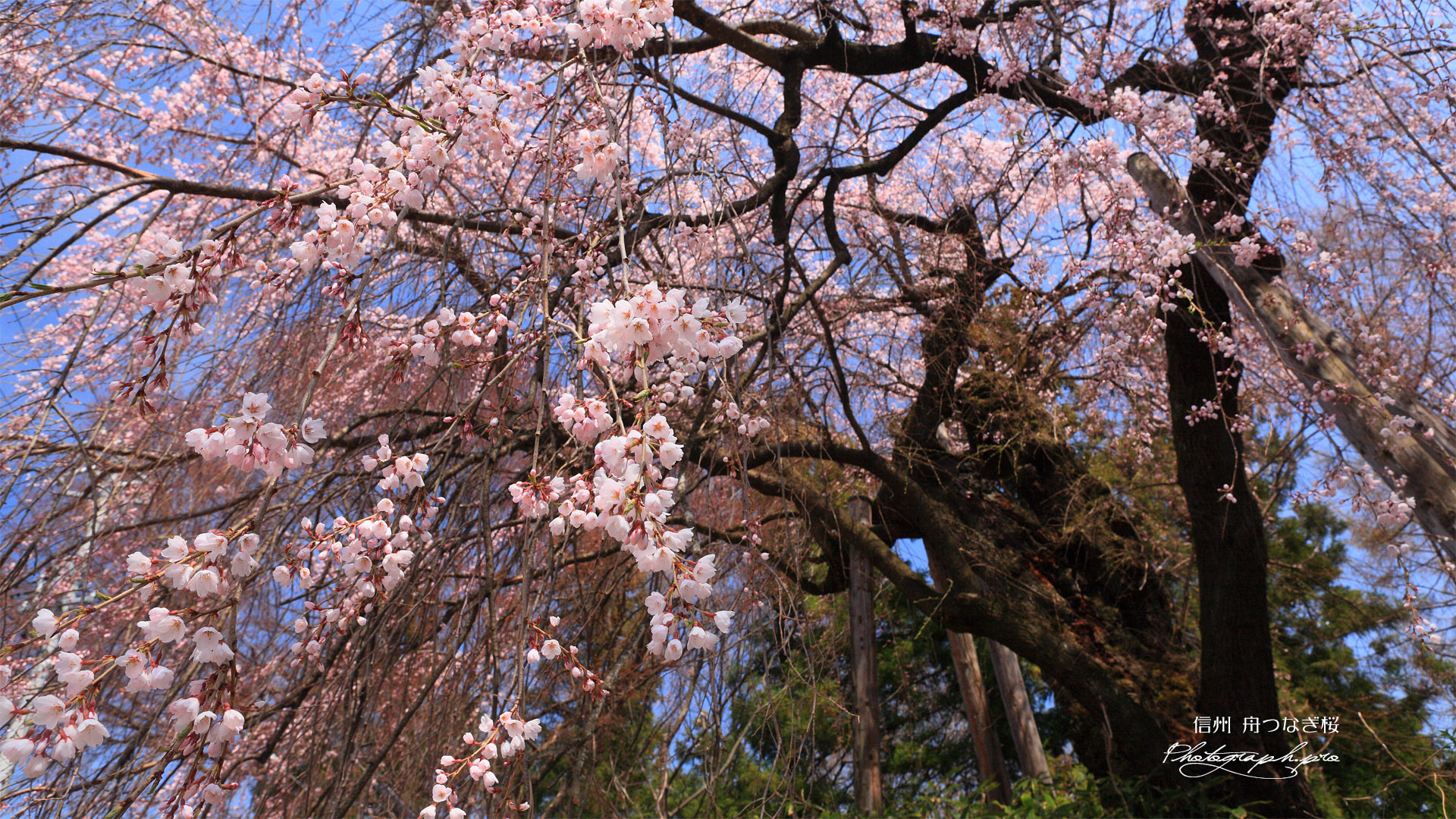 舟つなぎ桜