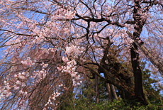 舟つなぎ桜