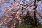 舟つなぎ桜