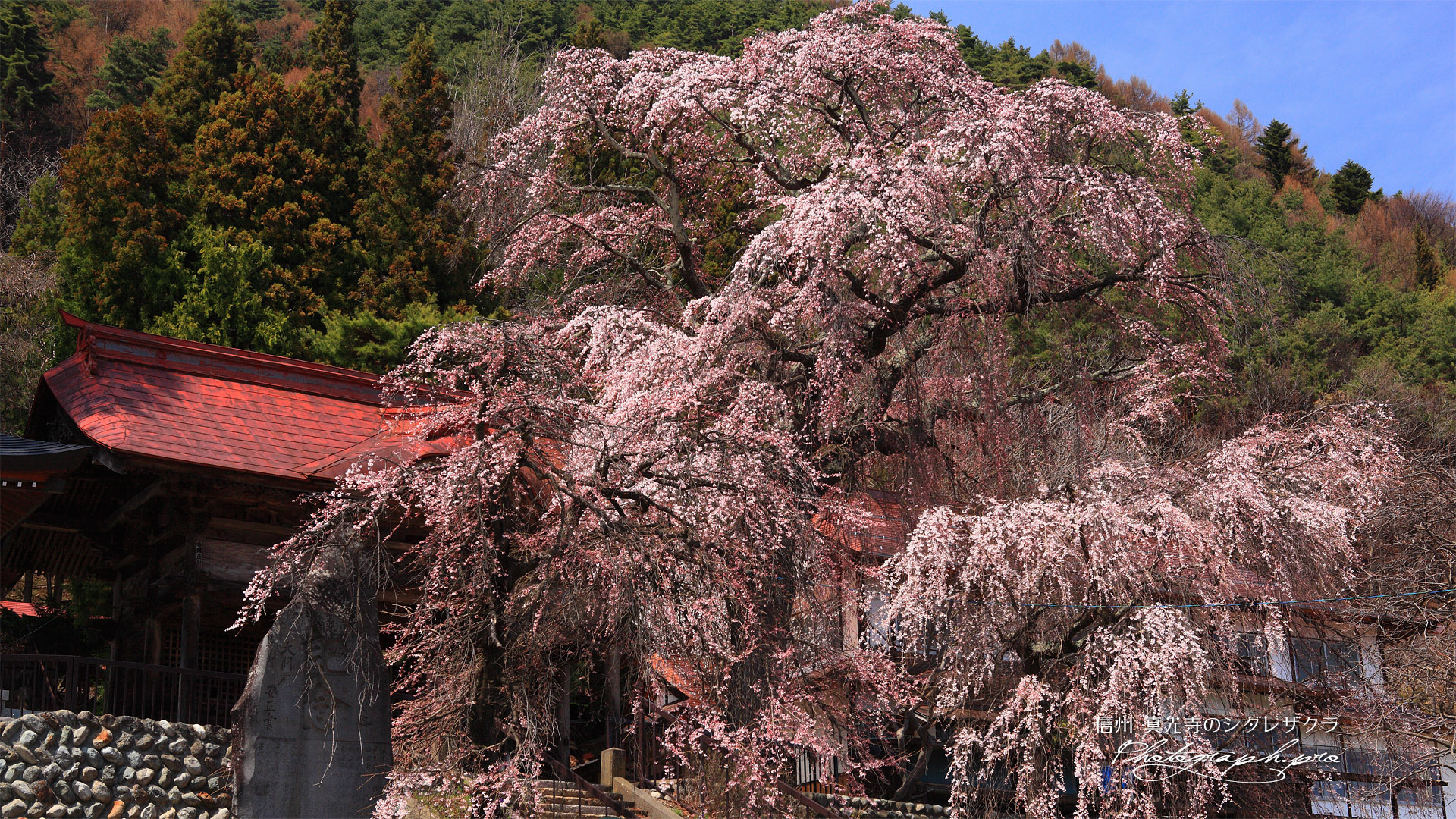 真光寺のシダレザクラ