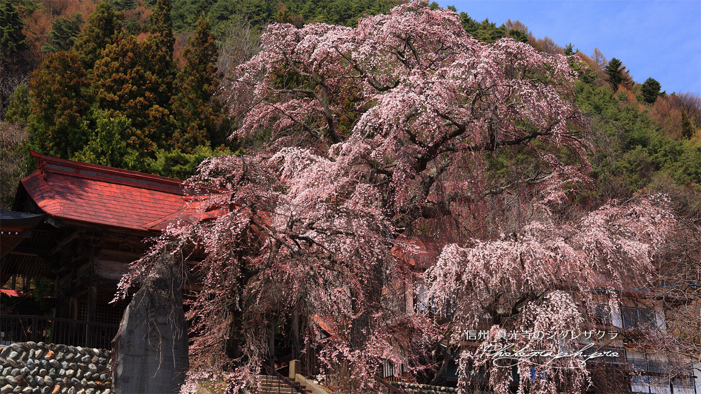 真光寺のシダレザクラ 壁紙