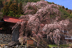 真光寺のシダレザクラ