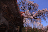 真光寺のしだれ桜