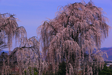 田多井観音寺跡のしだれ桜