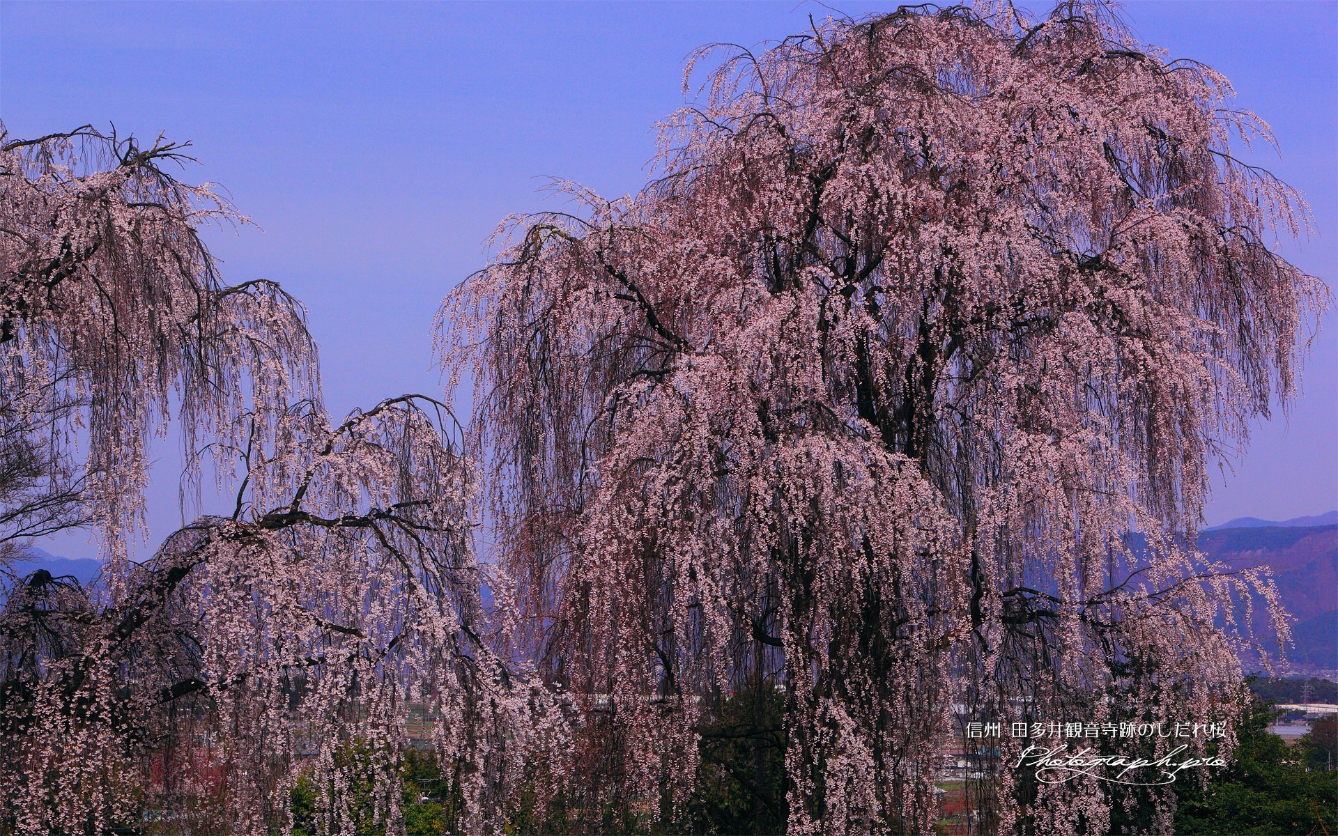 田多井観音寺跡のしだれ桜